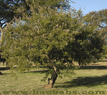 Acacia davyi